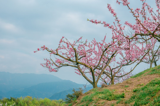 山顶的桃花