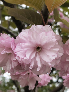 樱花特写