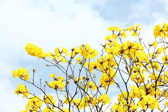 黄花风铃木