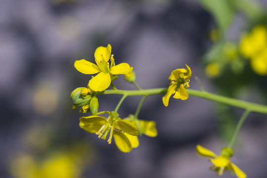 花