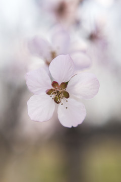 一朵桃花