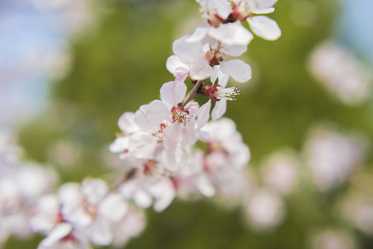 桃花