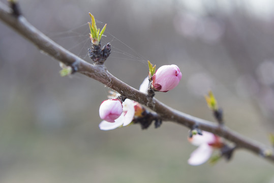 含苞欲放的桃花