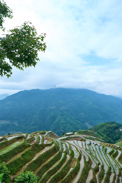 水稻文化