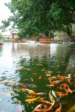 园林鱼池