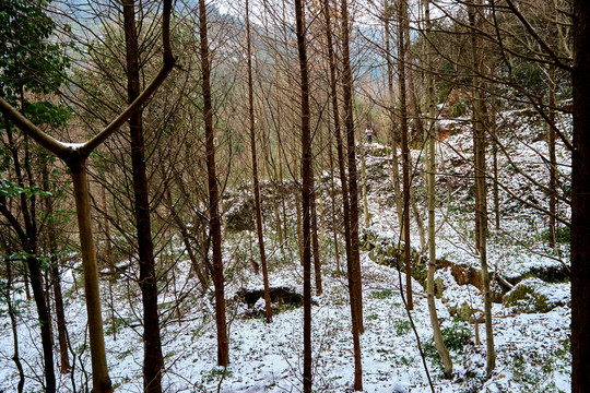 雪景