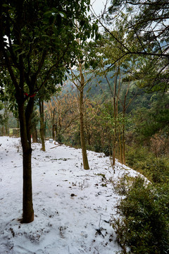 初雪