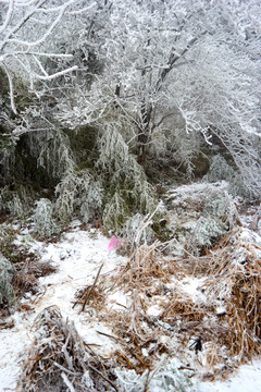 雪松冰挂