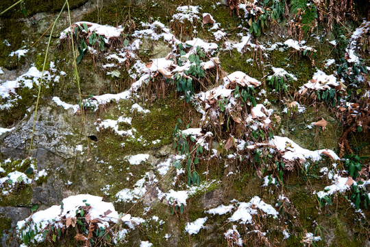 雪