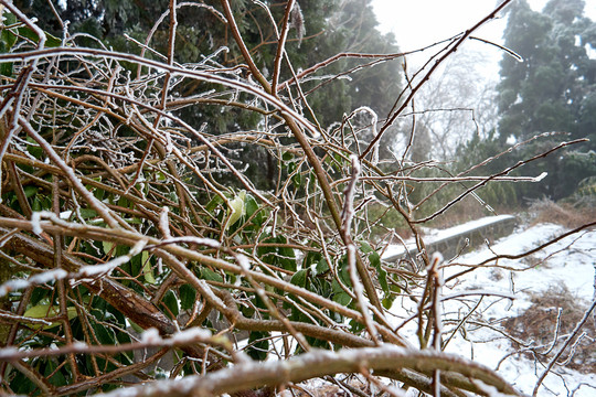 积雪