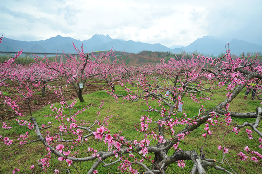 桃花海