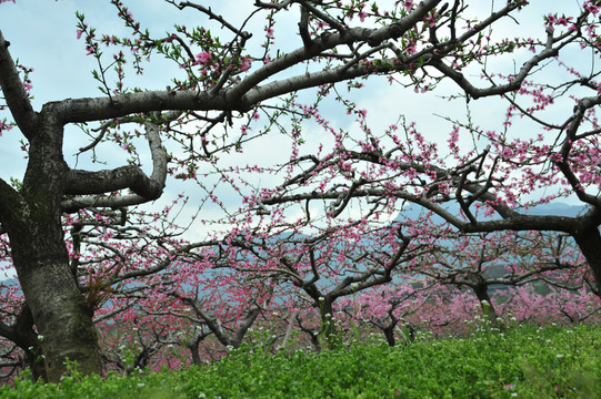 桃花海