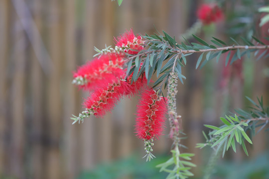 红花绿植