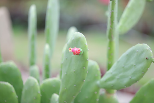 仙人掌花