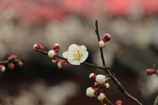 梅花