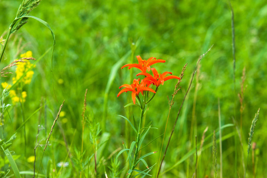 草原野百合花