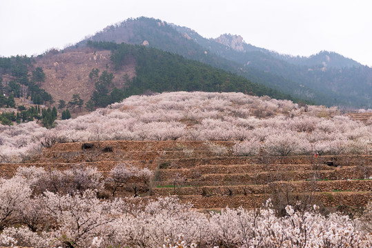 山花烂漫