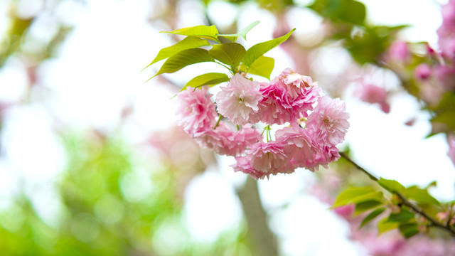 樱花特写