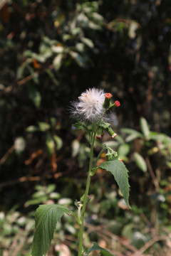 野茼蒿