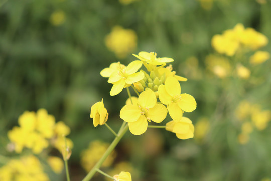 油菜花