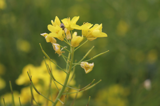 油菜花