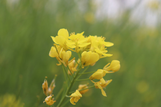 油菜花