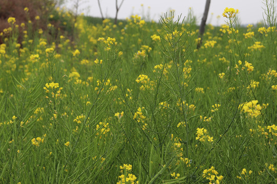 油菜花