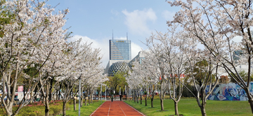 城市绿化景观樱花树