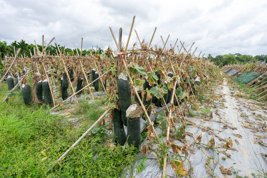 海南热带水果瓜菜农业种植基地