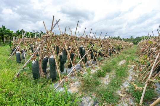 海南热带水果瓜菜农业种植基地