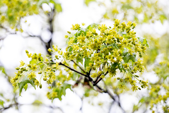 花卉素材