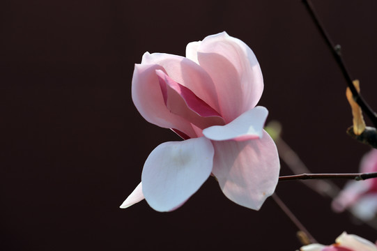 玉兰花