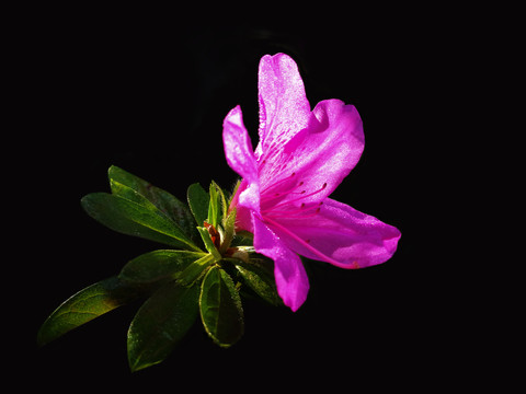 杜鹃花