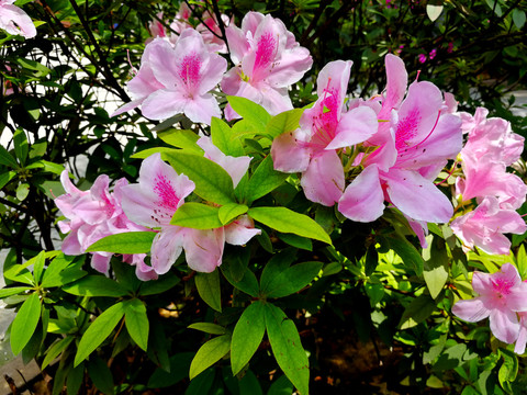 杜鹃花