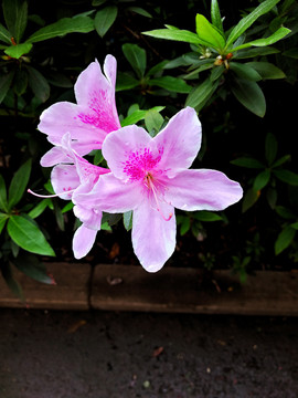 杜鹃花