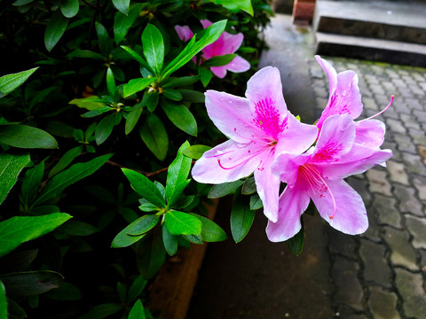 杜鹃花