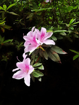 杜鹃花