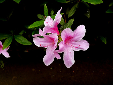 杜鹃花