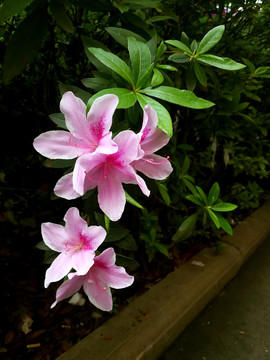 杜鹃花