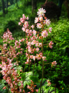 红花矾根