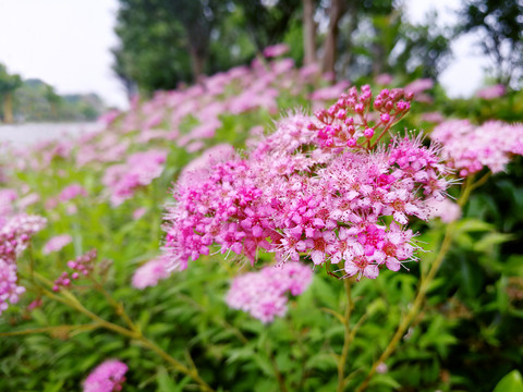绣线菊