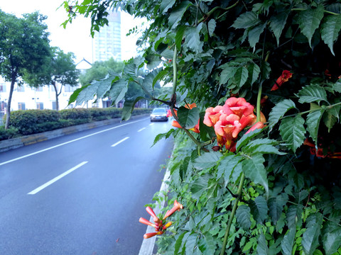 凌霄花