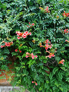 凌霄花