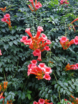 凌霄花