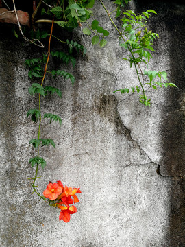 凌霄花