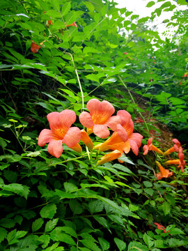 凌霄花