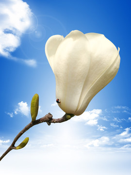 白玉兰花