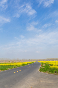 油菜花里的马路