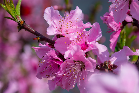 满树桃花