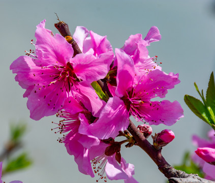 满树桃花